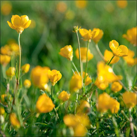 Mat smith photograph spring meadow buttercups