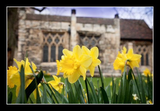 York wedding daffodil church