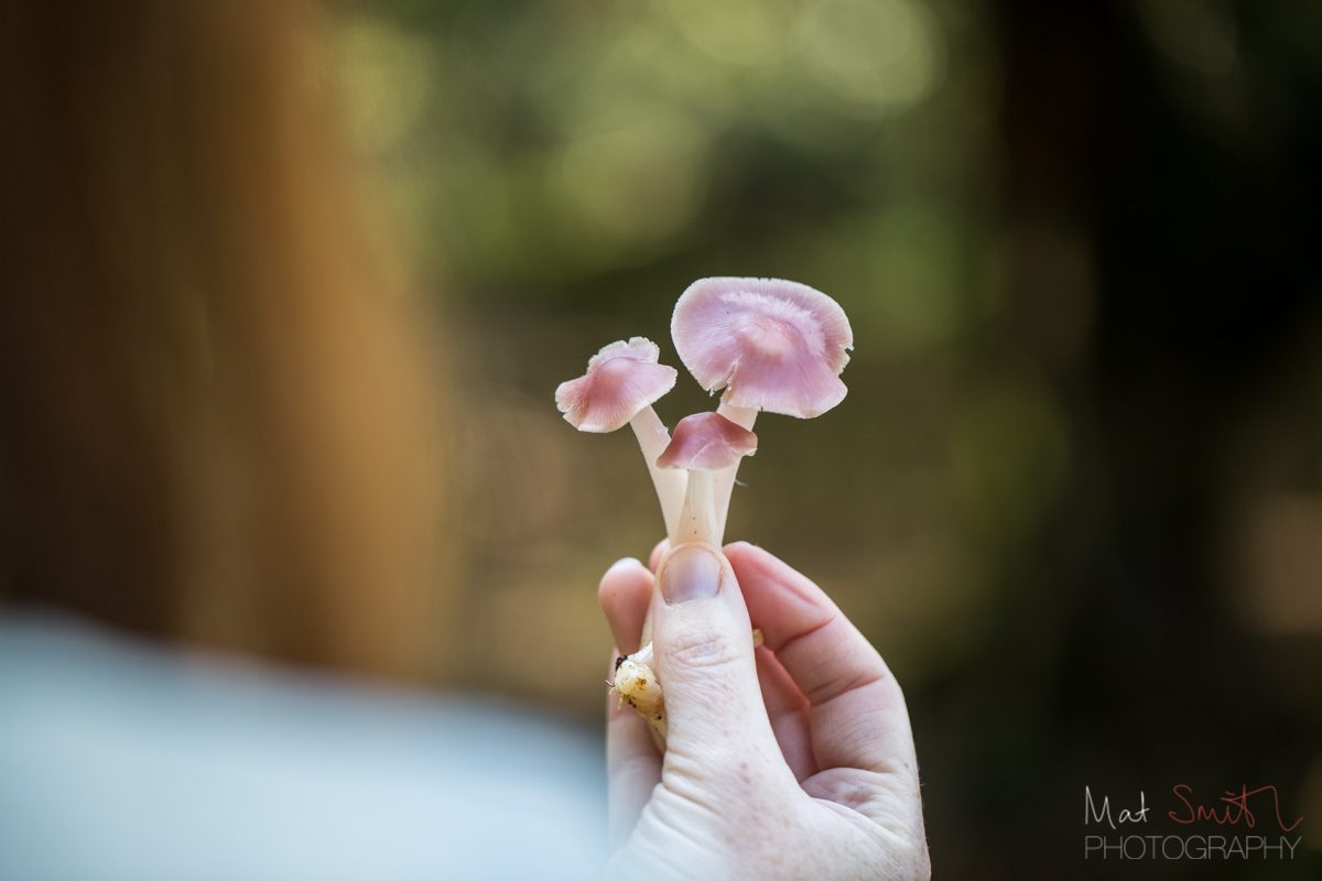 Mycena mushroom, inedible, New Forest