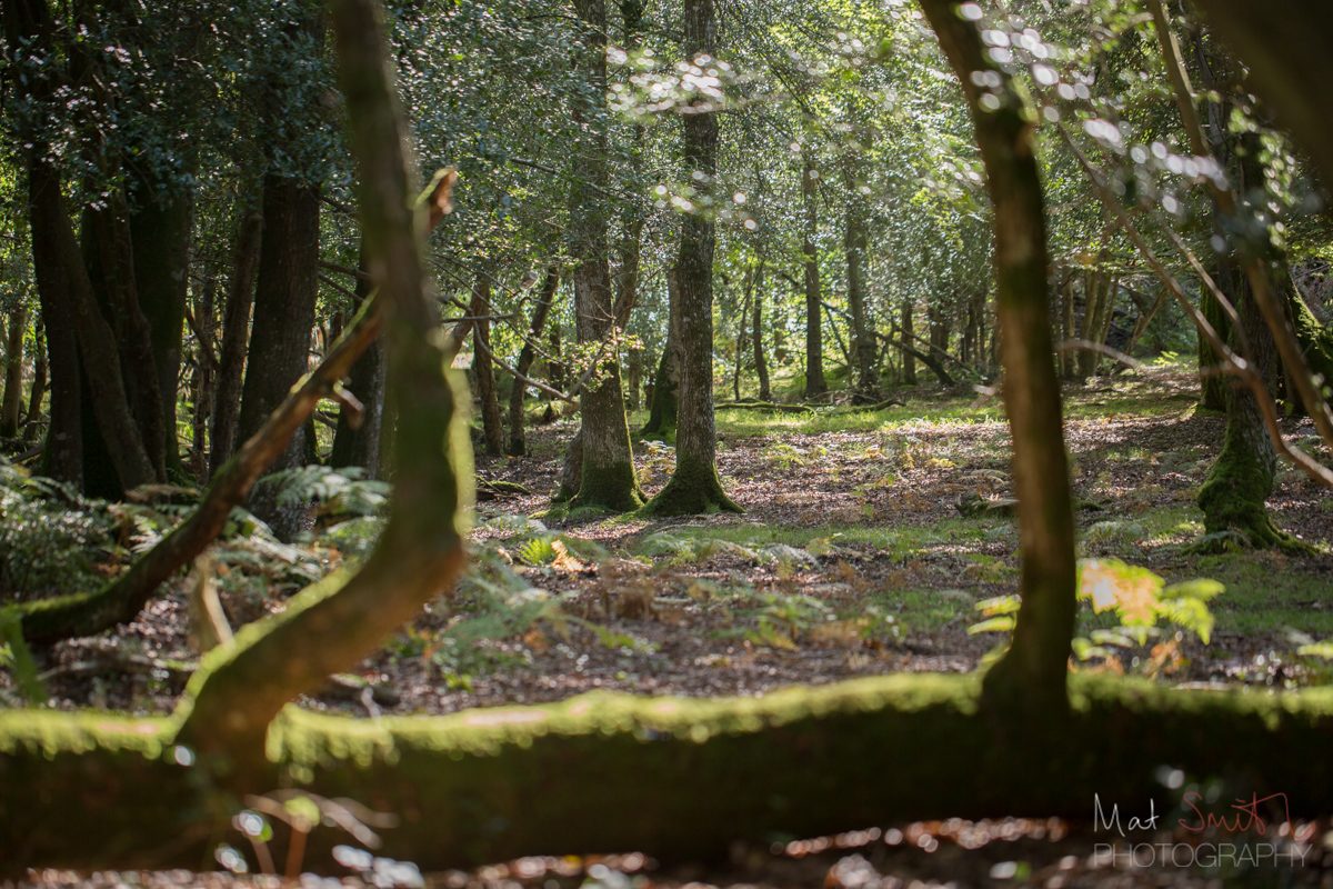 Fairy-tale woodland for mushroom foraging, New Forest