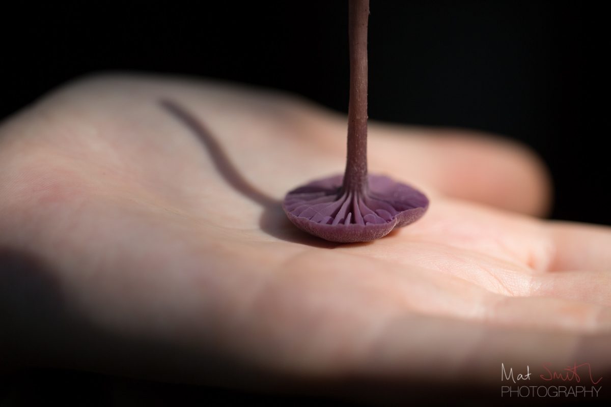 Edible amethyst deceiver mushroom, New Forest