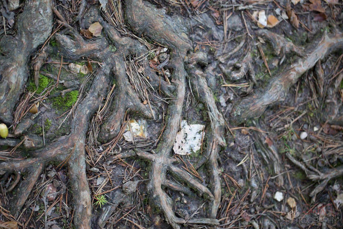 Ancient tree roots, New Forest