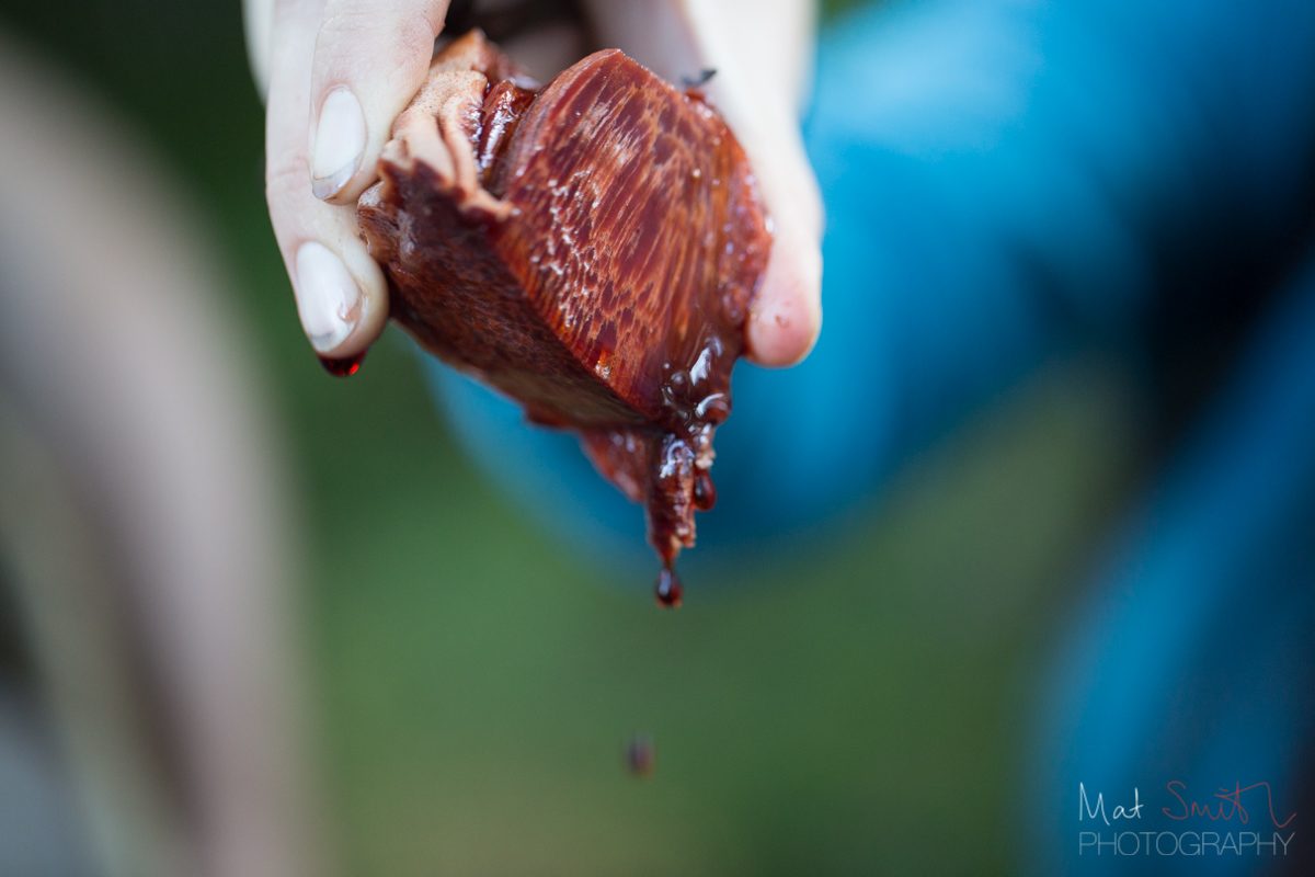 Red juice bleeding from a cut beefsteak mushroom