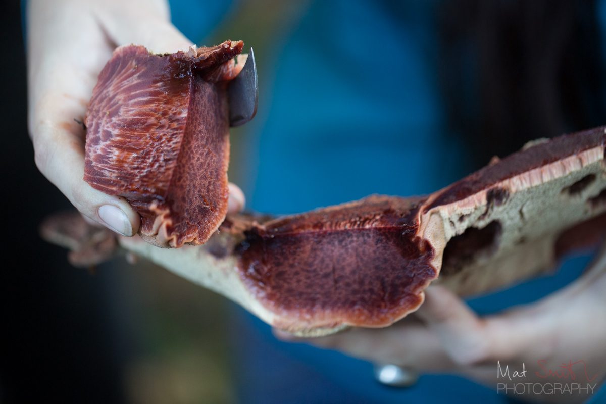 Cross section of a beefsteak mushroom