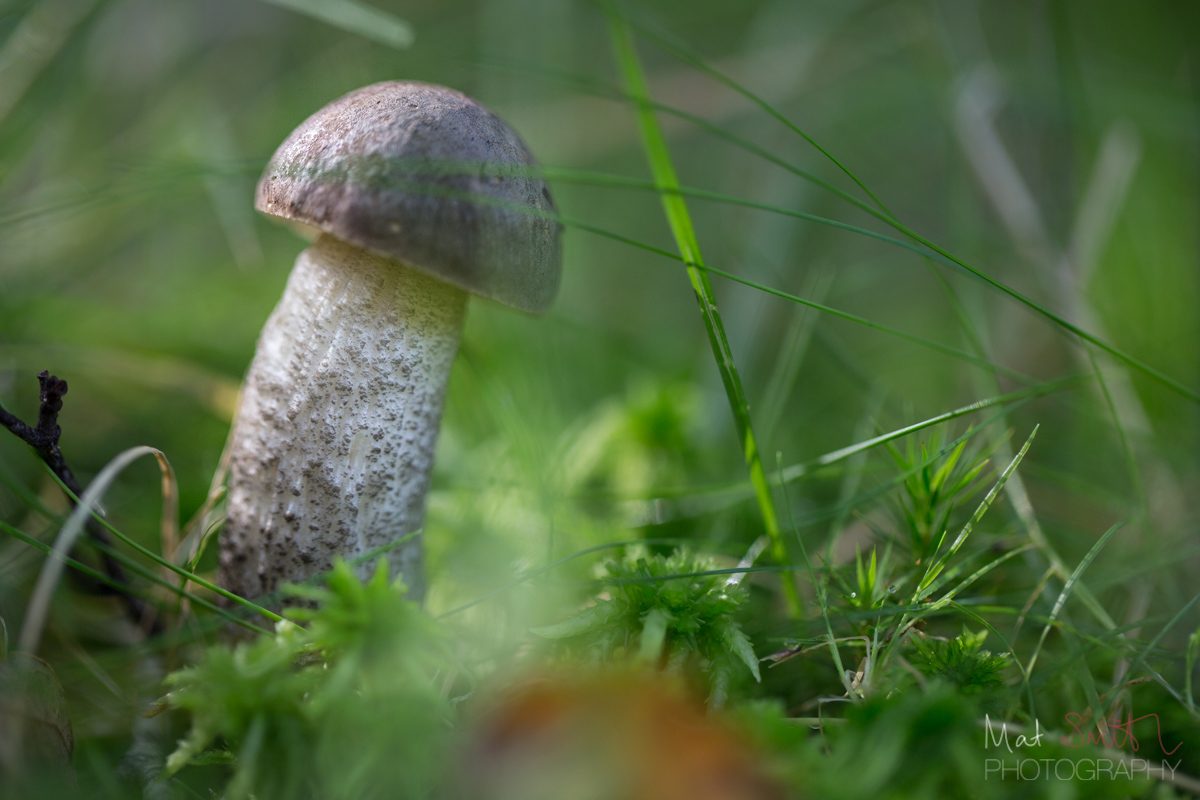 Another mottled bolete, New Forest