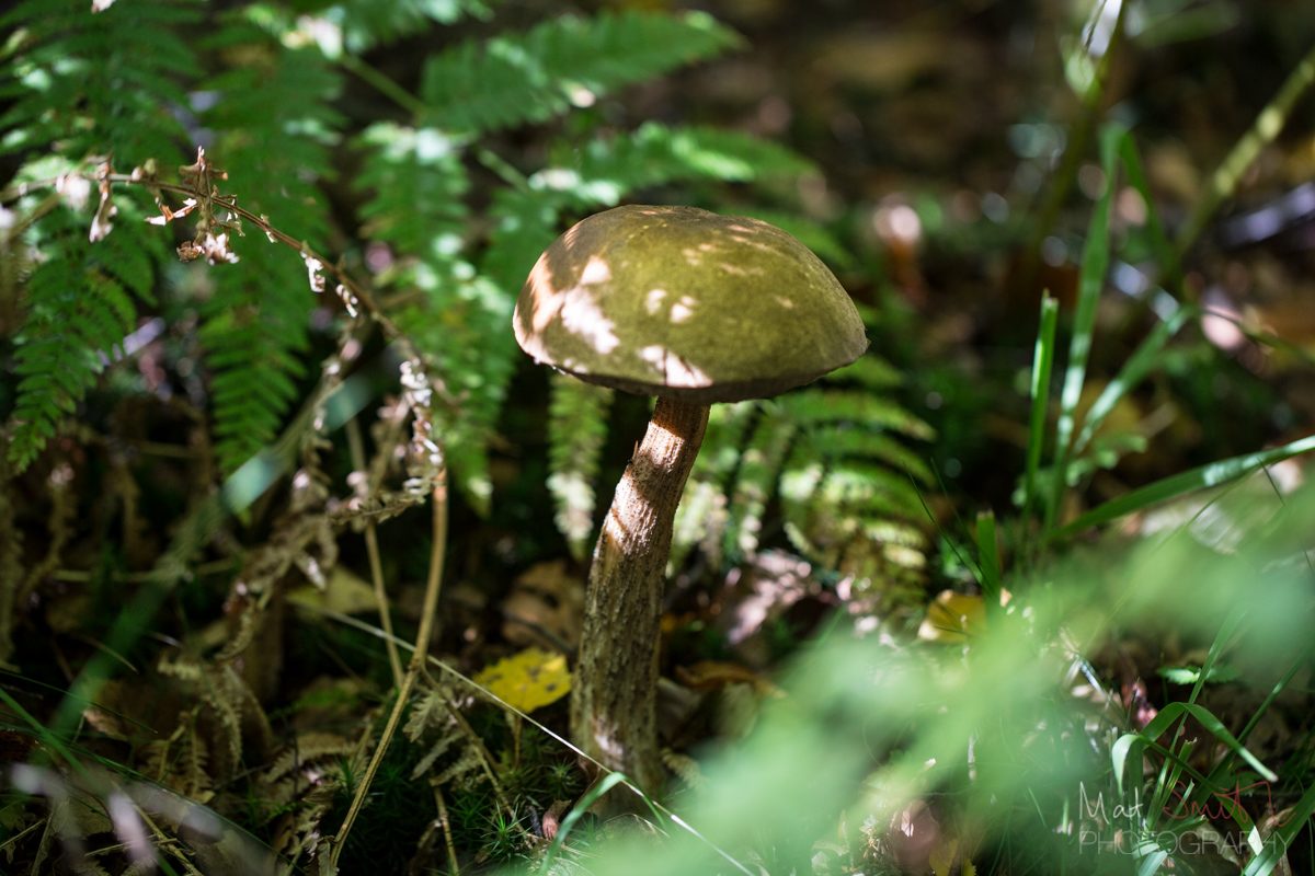 Mottled bolete hidden in moss and bracken, New Forest