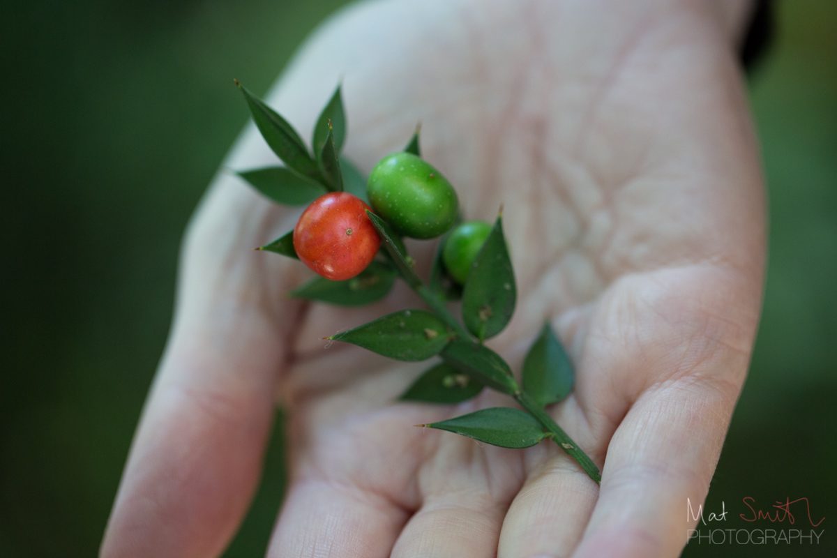 Butcher's broom, a plant once used to clean butchers' blocks, New Forest