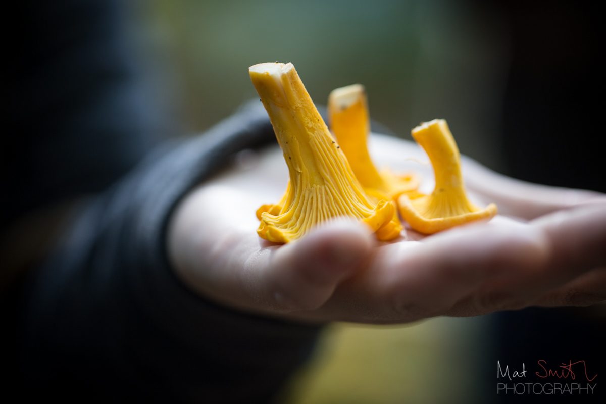 Handful of yellow gold chanterelles, New Forest