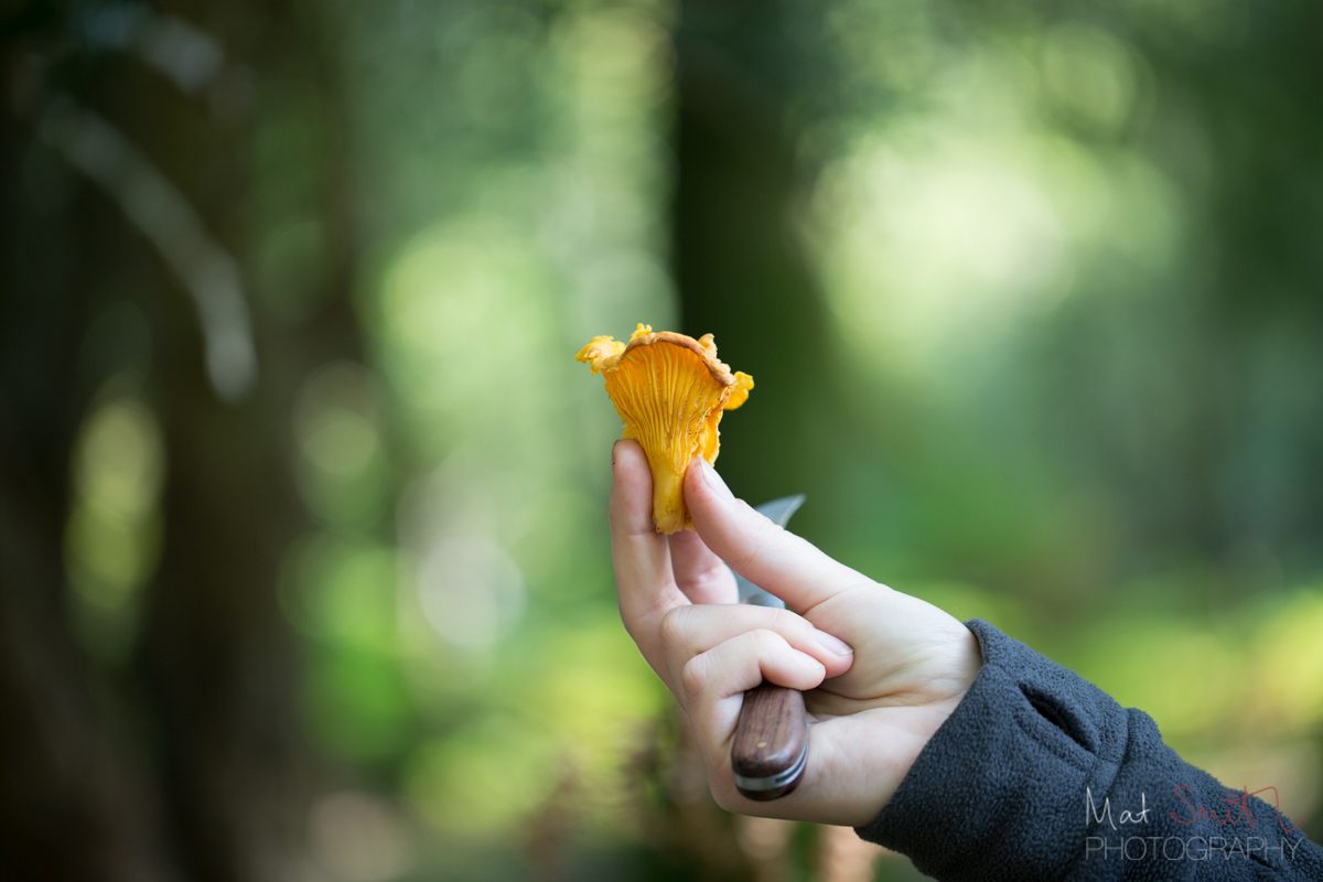 A single chanterelle mushroom, New Forest