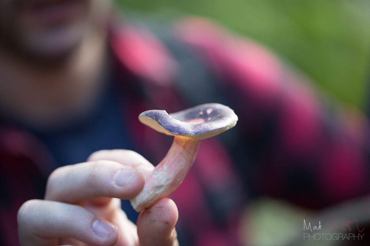 Charcoal burner brittlegill mushroom, New Forest