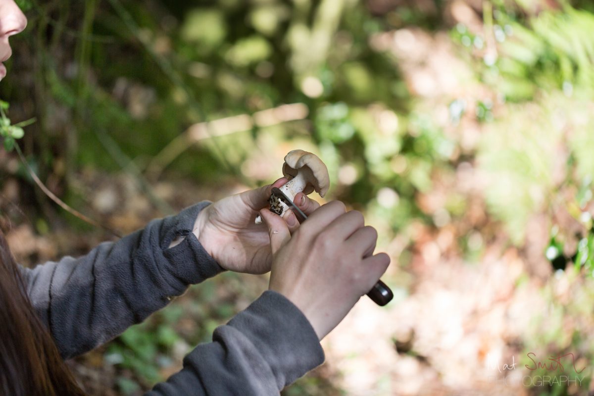 Cleaning a hedgehog mushroom
