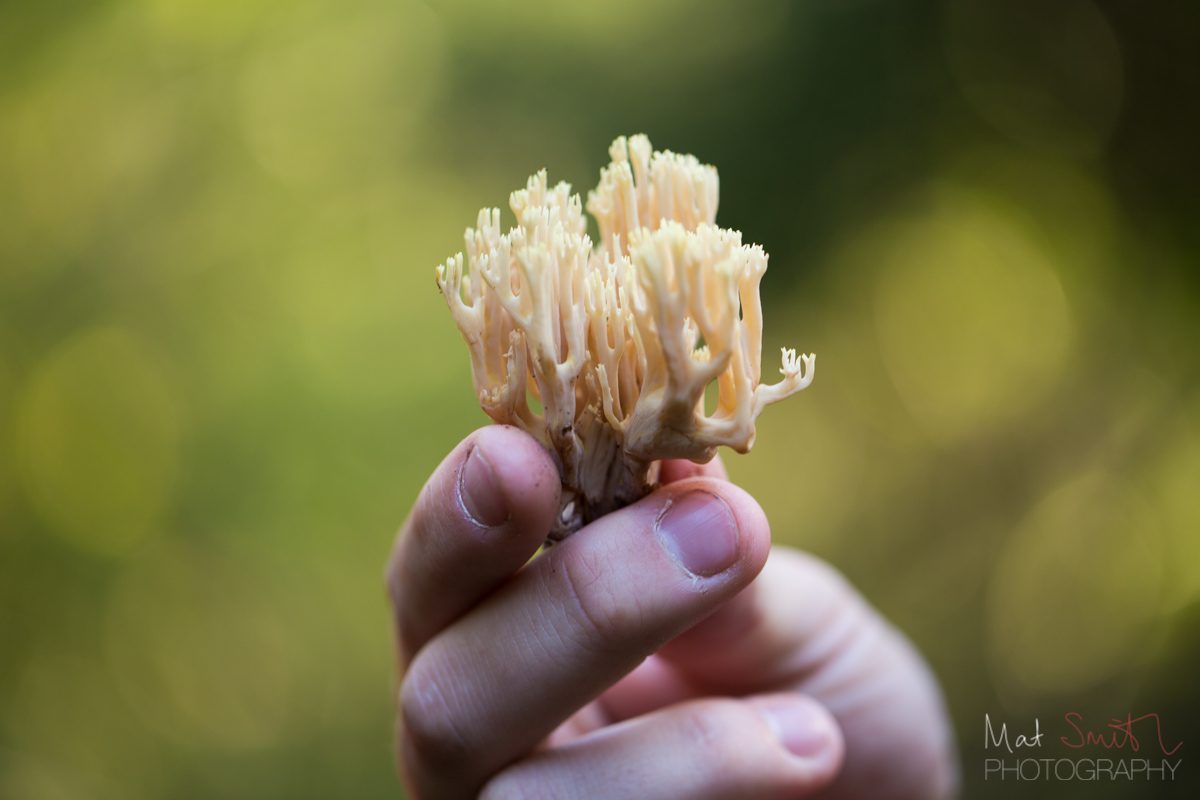 Coral fungus, New Forest
