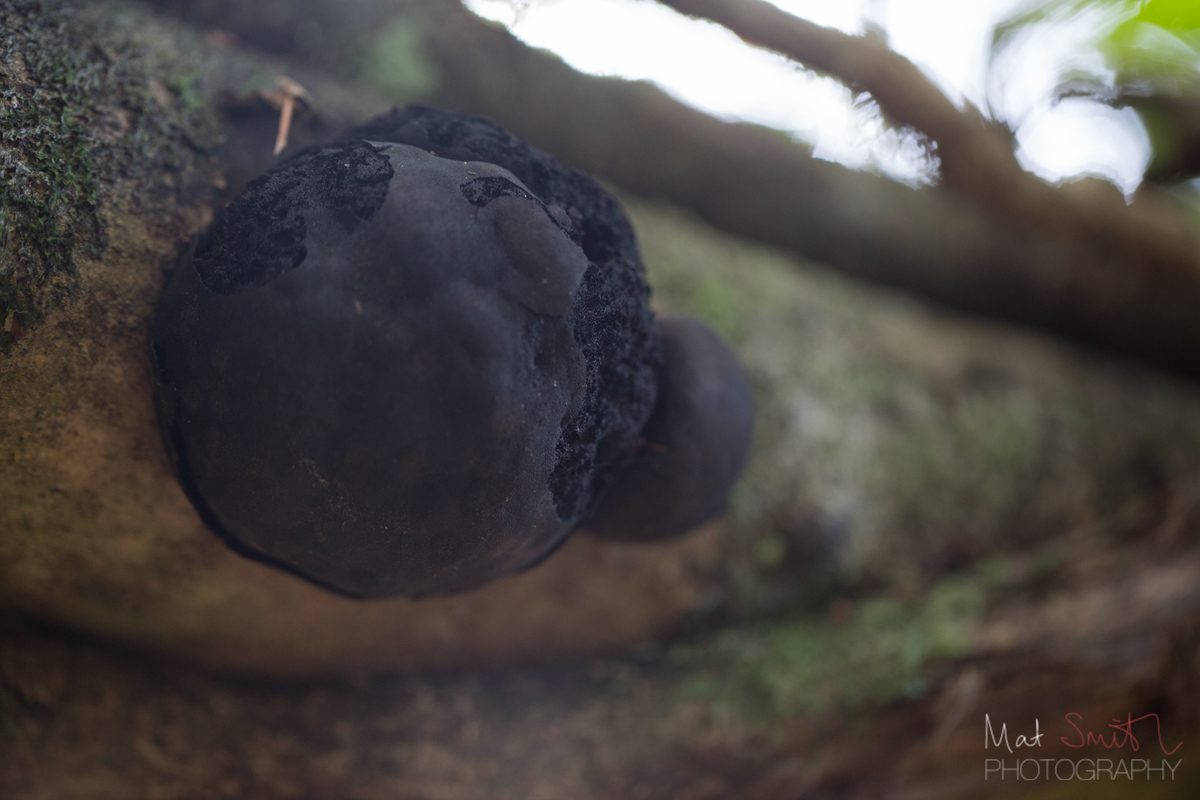 Cramp ball fungus growing on wood, New Forest