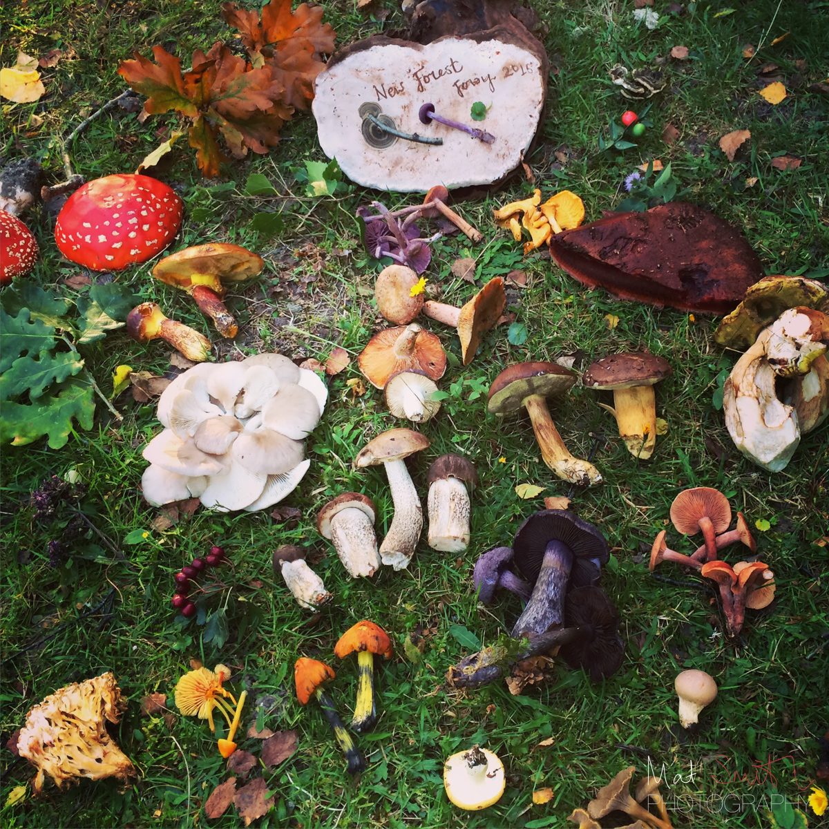 Final spread of foraged food, New Forest