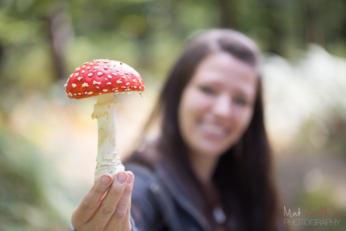 Poisonous fly agaric mushroom, New Forest