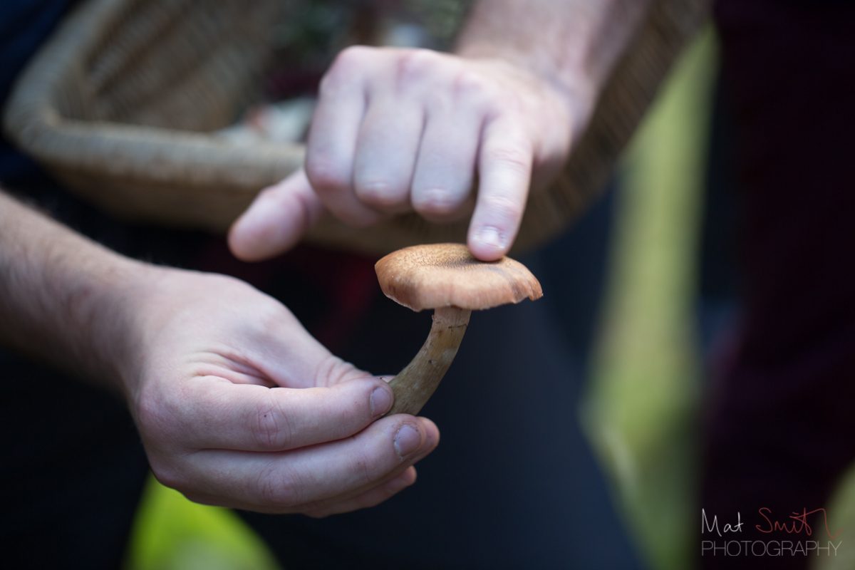 Matt Normansell showing how to identify honey fungus, New Forest