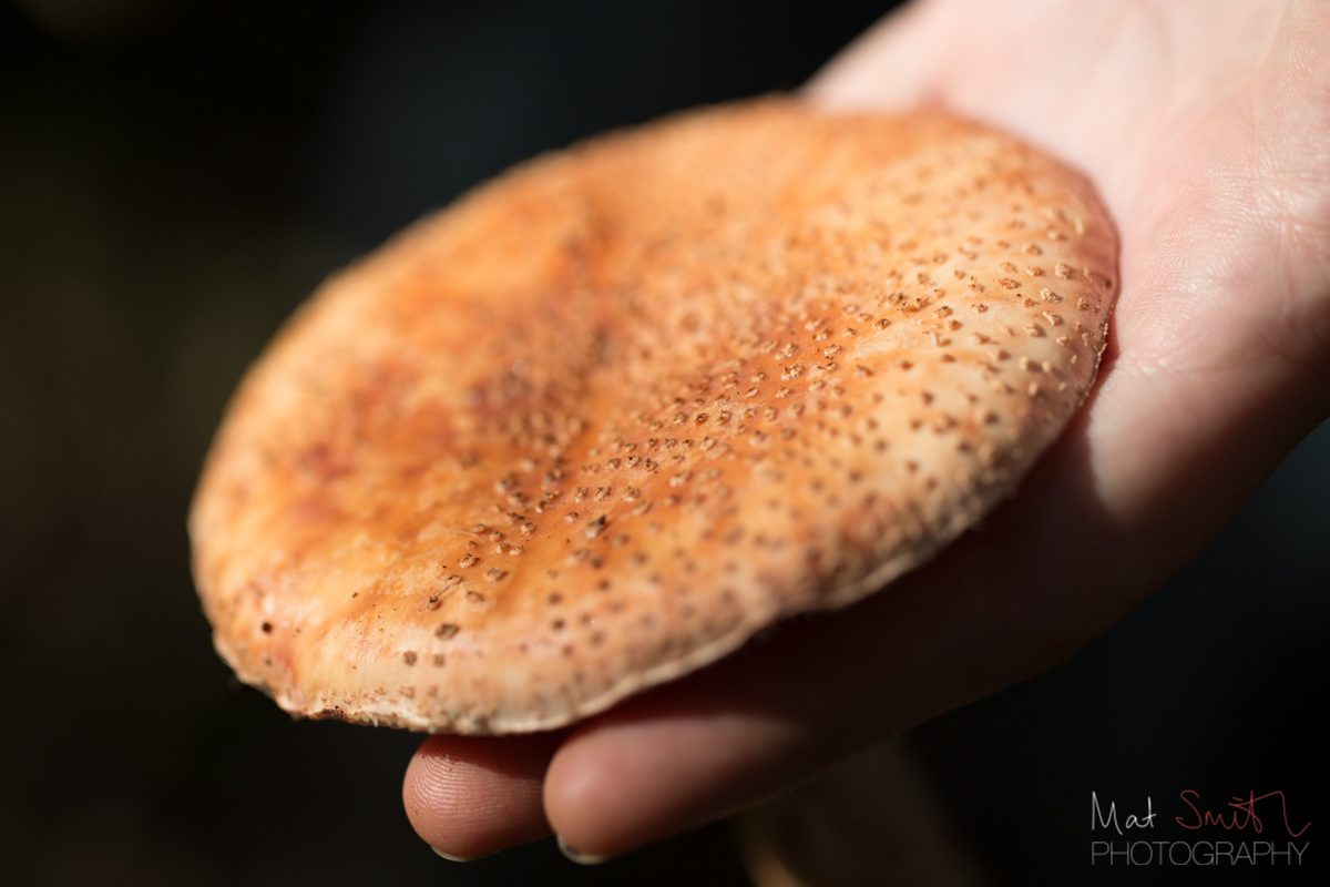 Blusher mushroom cap golden brown in the sun, New Forest