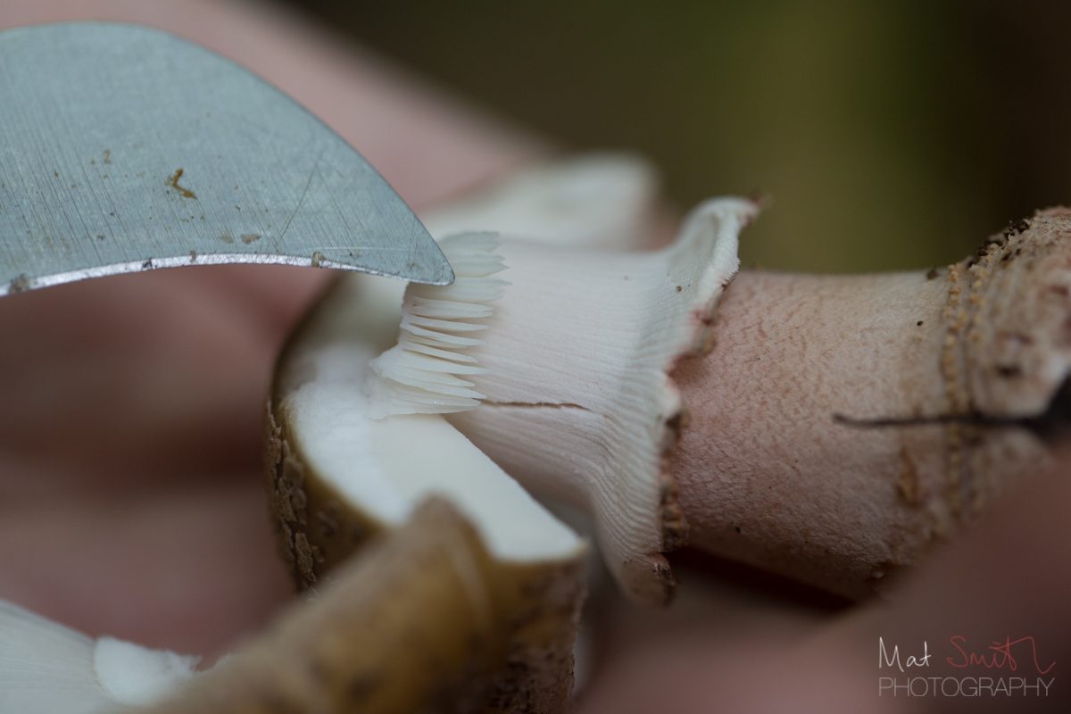 Grooved upper ring of a blusher mushroom