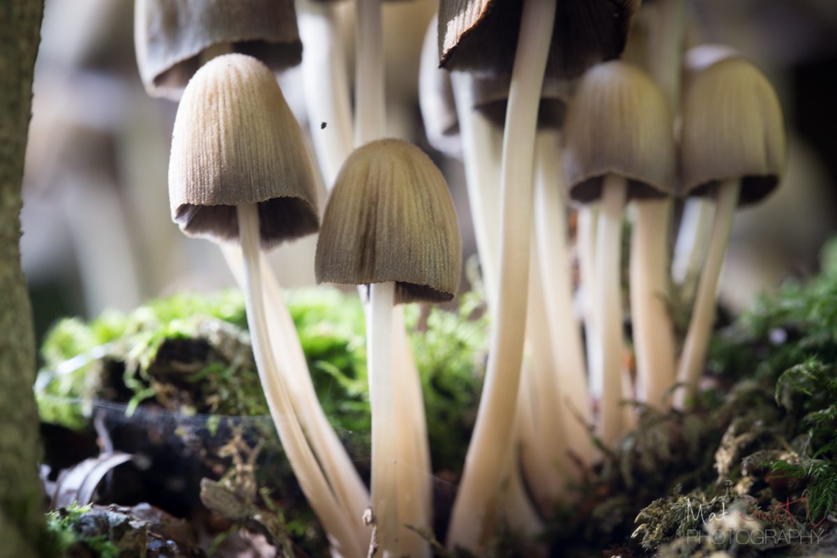 Magical looking mushrooms, New Forest