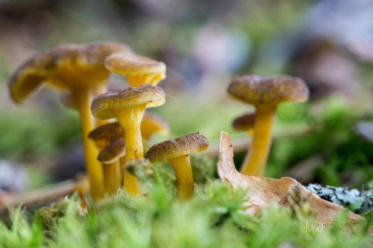 Winter chanterelles on a mound of moss, New Forest