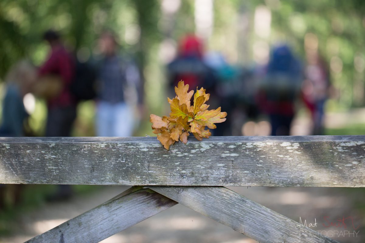 Oak leaf on a five bar gate, New Forest