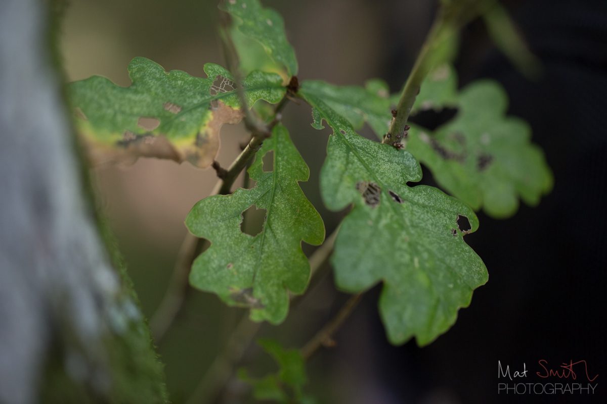 Caterpillar-nibbled oak leaves, New Forest