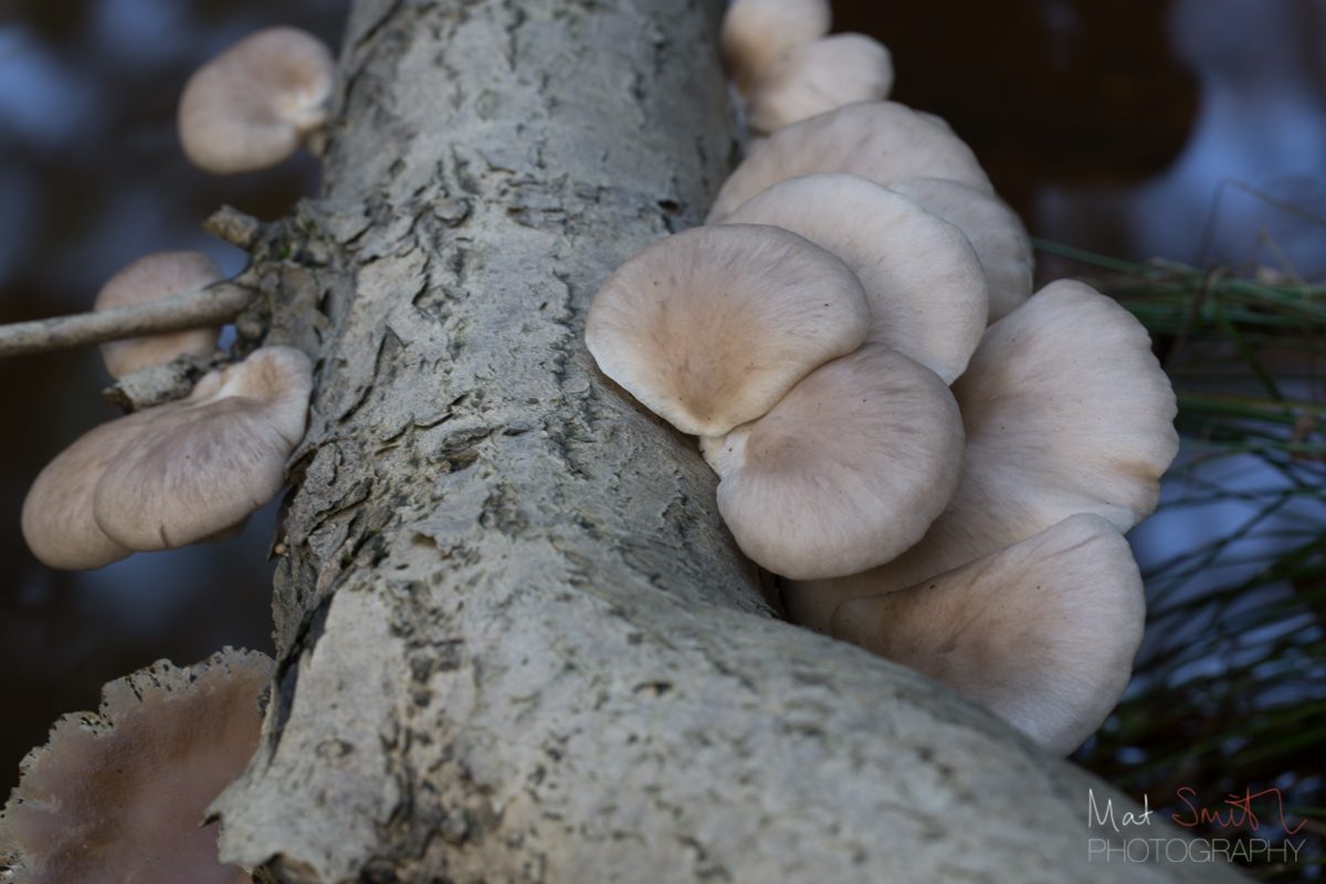 Oyster mushrooms on a tree fallen over a stream, New Forest