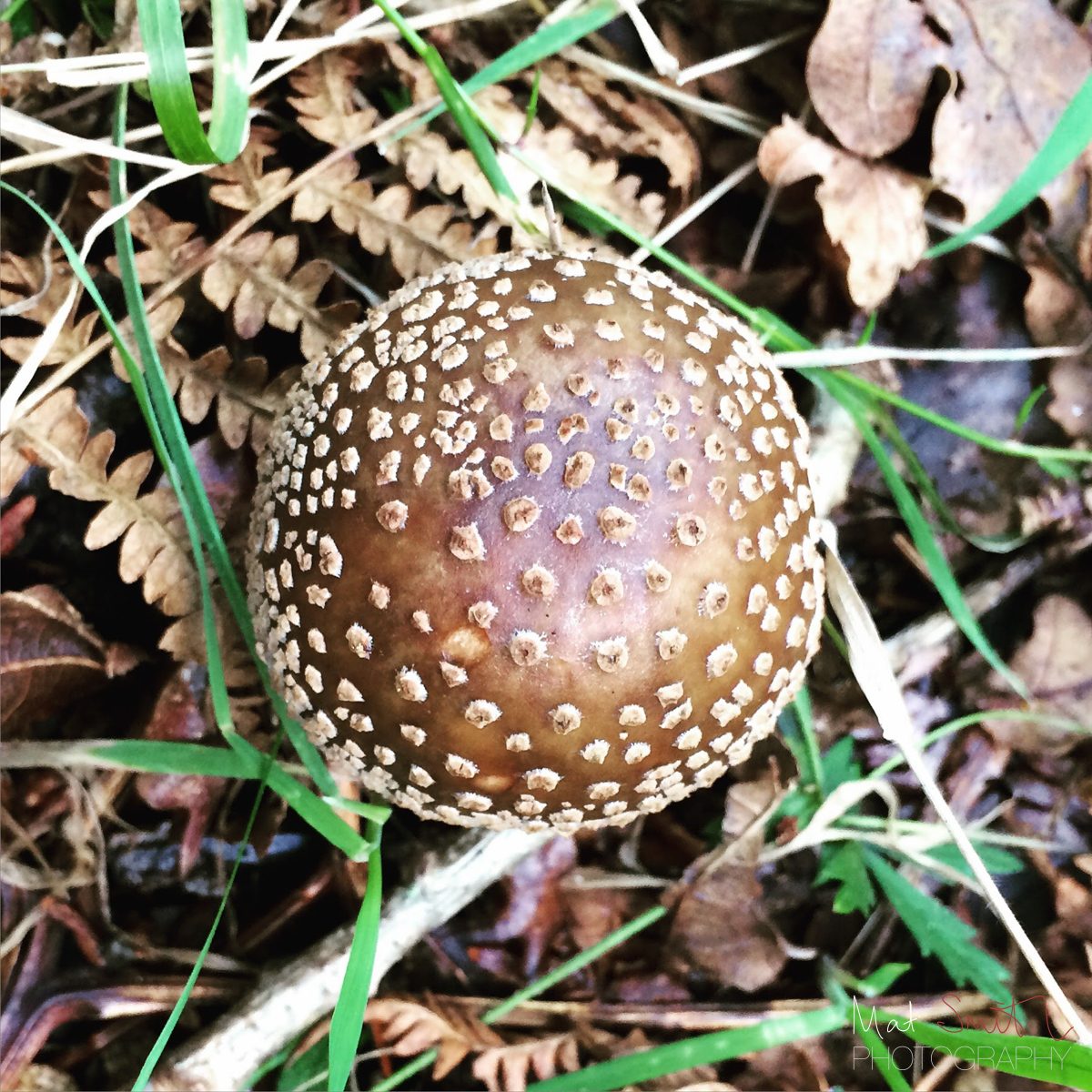 Panther cap mushroom, poisonous, New Forest