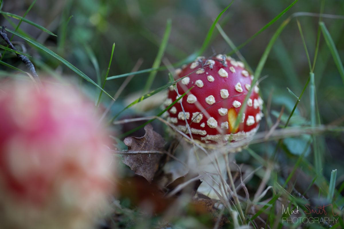 Young fly agaric (Amanita muscaria), New Forest