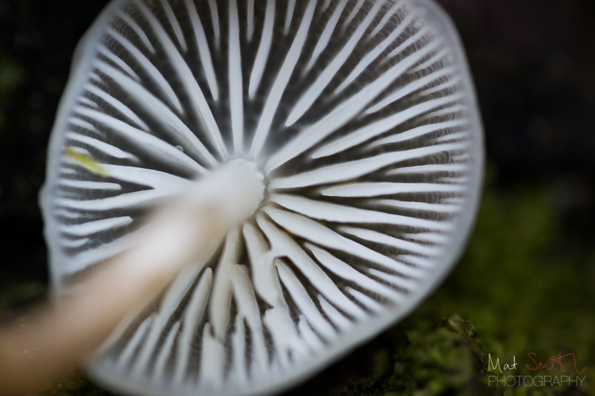 Gills of a porcelain mushroom, New Forest