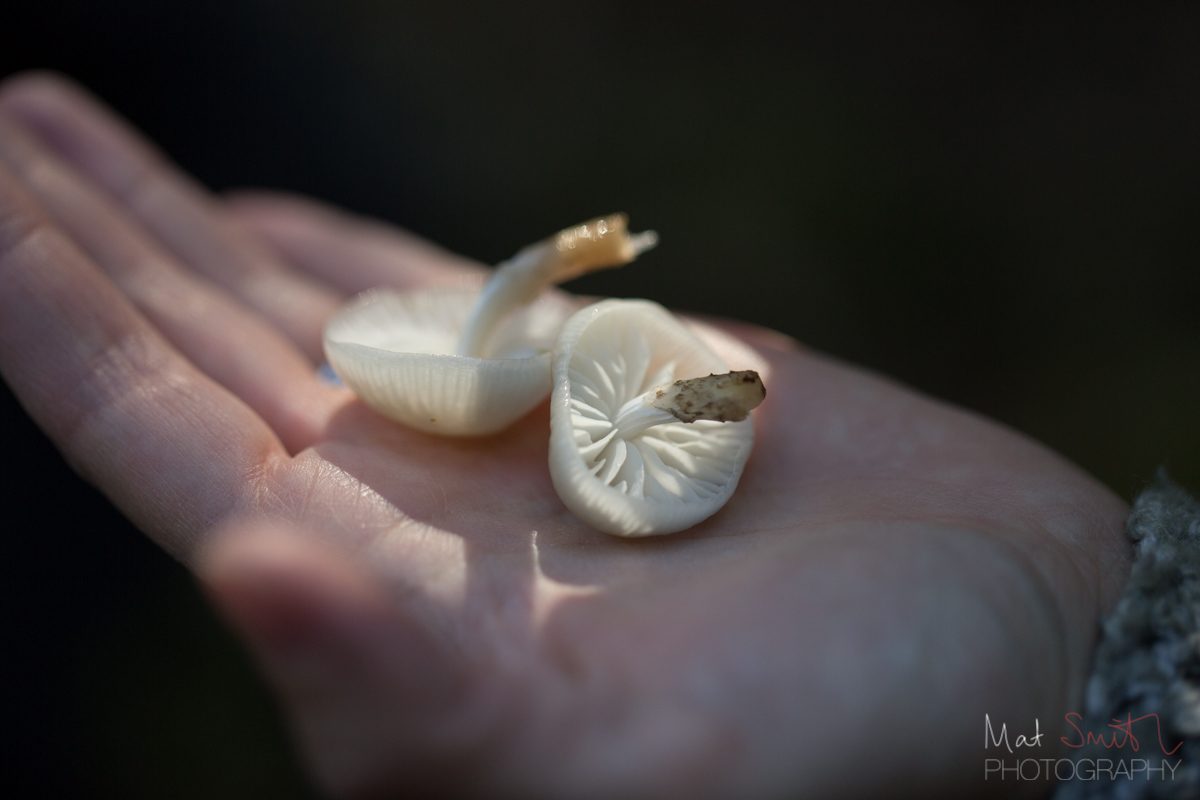 Pair of translucent porcelain mushrooms, New Forest