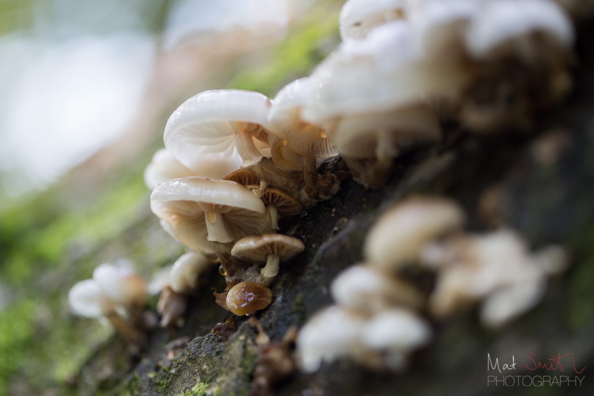 Tuft of porcelain mushrooms on a tree, New Forest