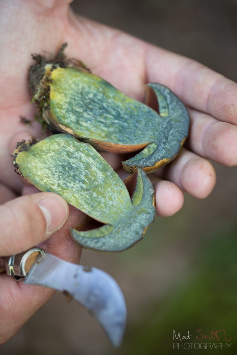 Scarletina bolete turning electric blue where cut, New Forest