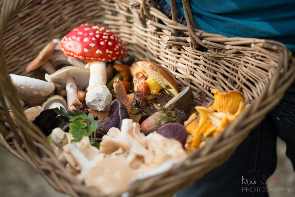 Basket of edible wild mushrooms with one poisonous imposter, New Forest