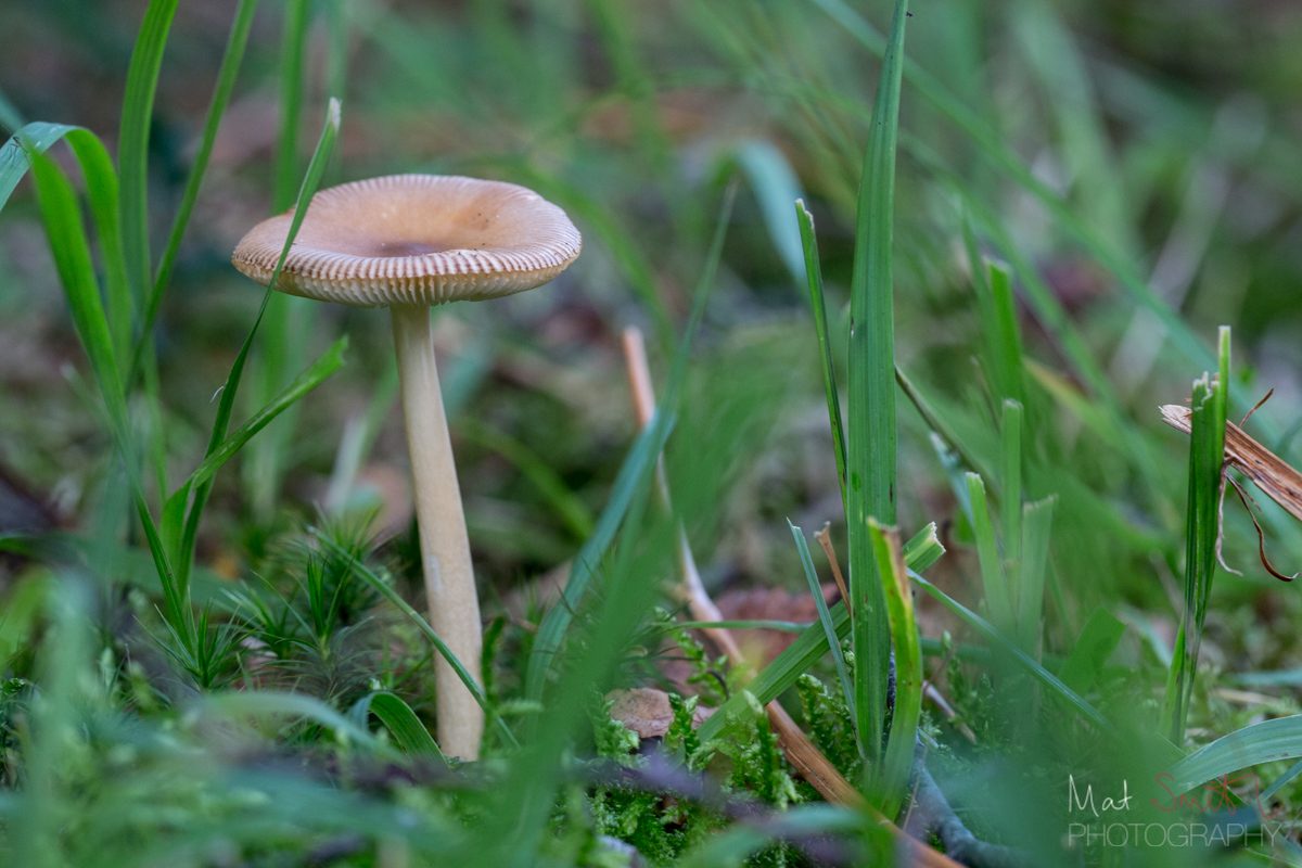 Tawny grisette mushroom with a grooved cap, New Forest