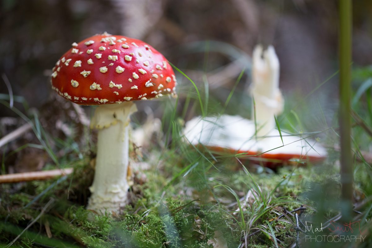 Fly agaric, the classic fairy-tale poisonous toadstool, New Forest