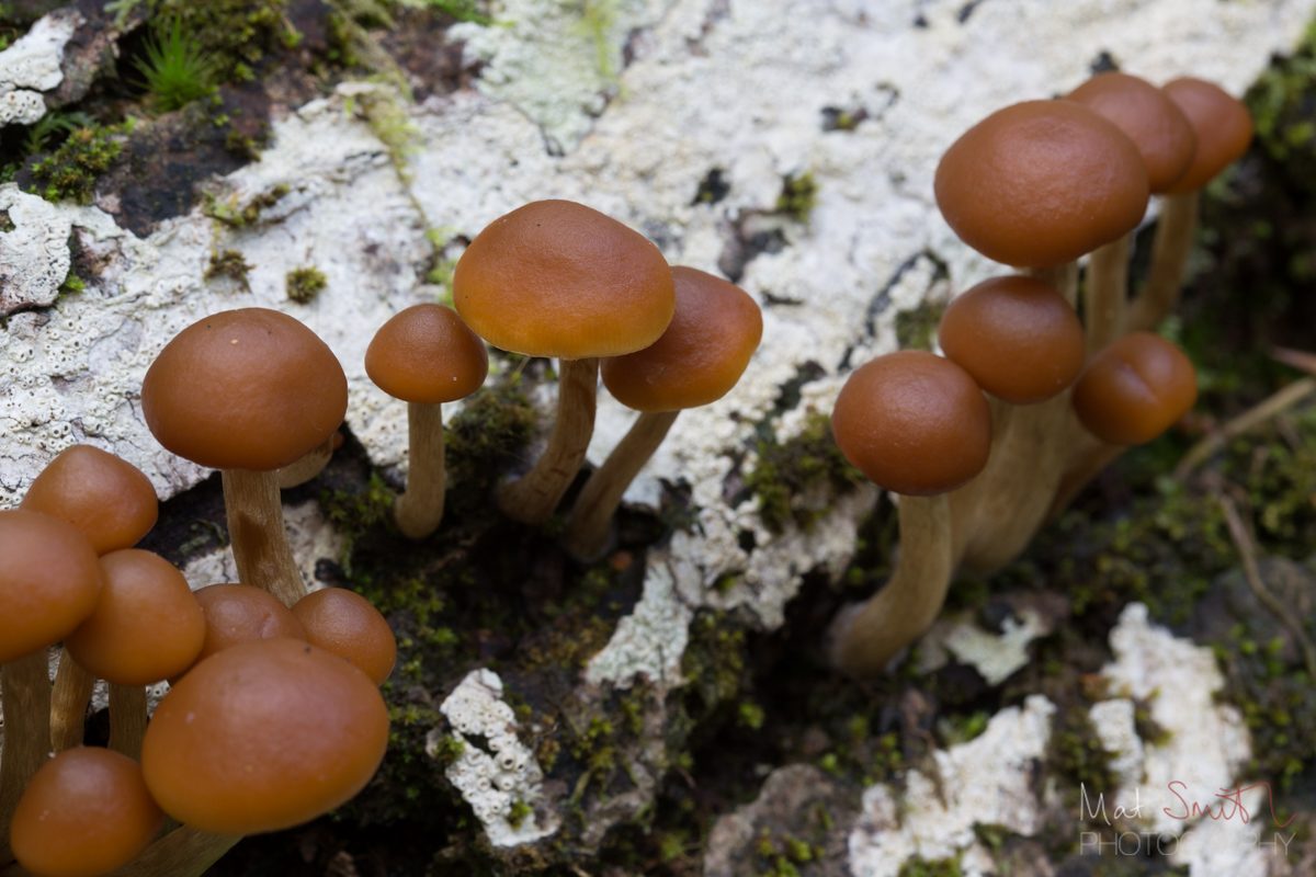Tufted mushrooms growing from a log, New Forest