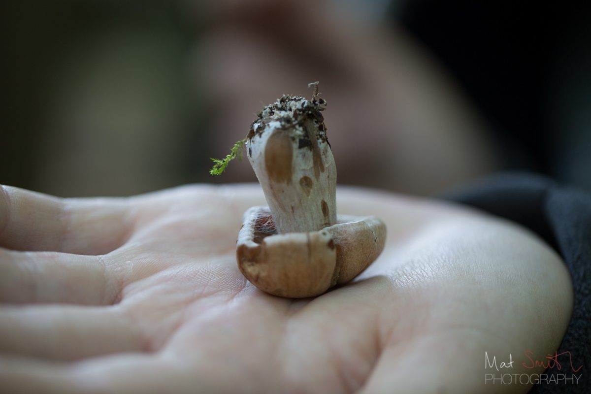 Webcap mushroom, New Forest