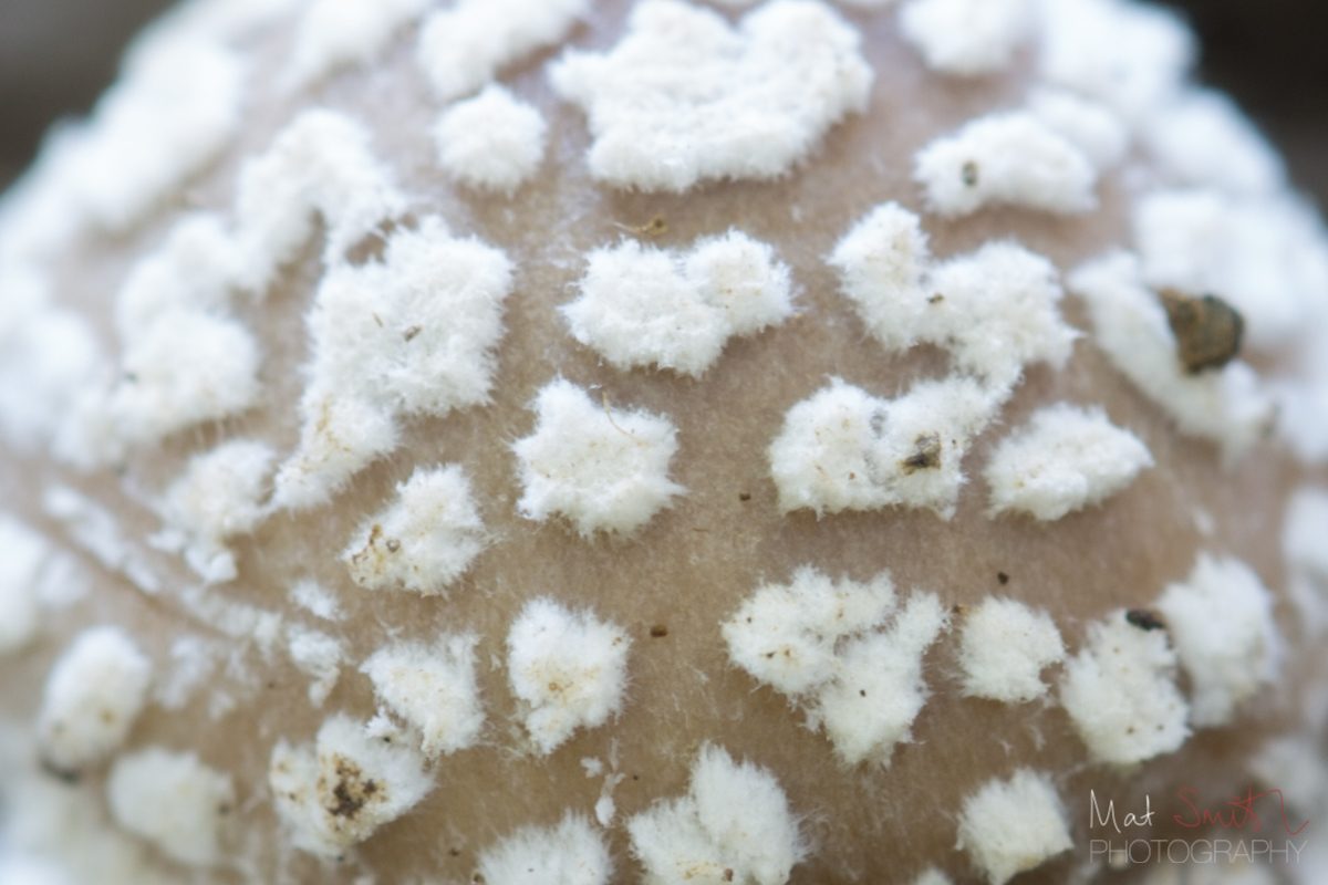 Close-up of the white scales on a panther cap, New Forest
