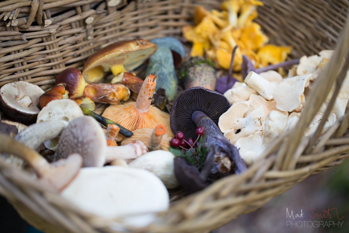 Wicker basket full of edible wild mushrooms, New Forest
