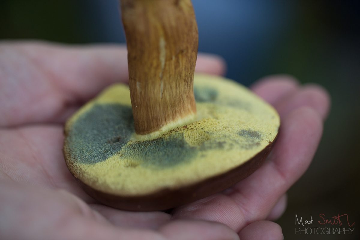 Bay bolete with a brown stem and blue bruising on its tubes, New Forest
