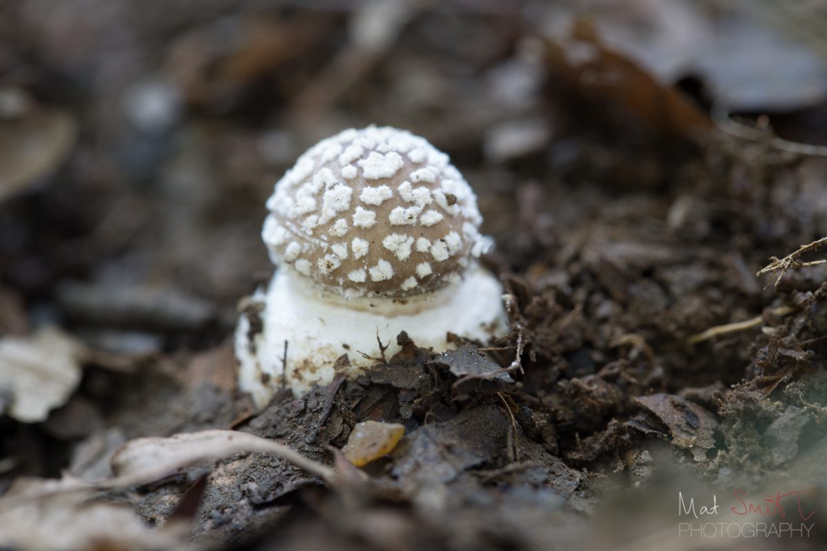 Young panther cap mushroom, New Forest