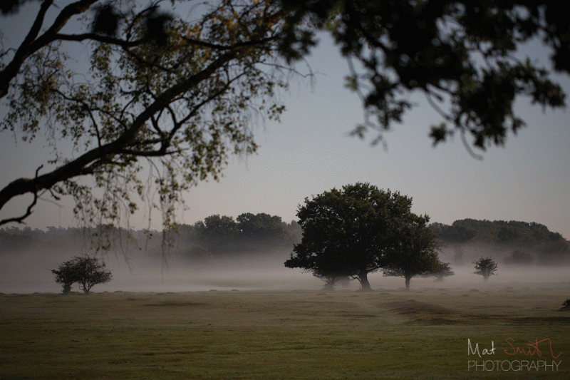 Mist over the New Forest at dawn