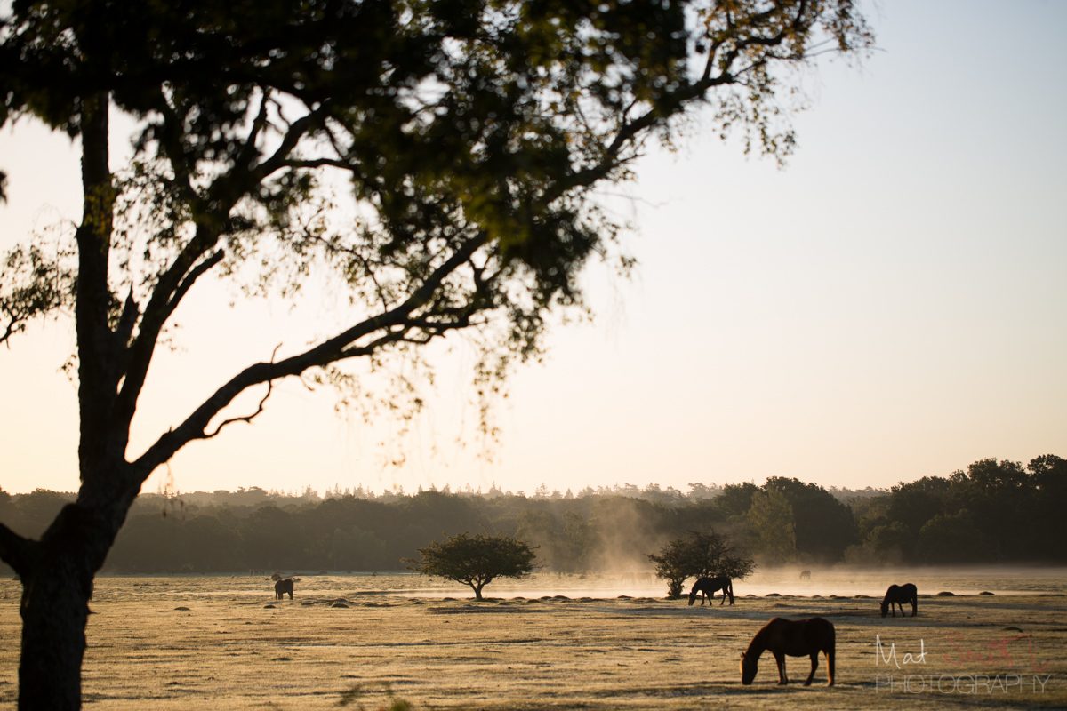 New Forest Ponies at sunrise in Hollands Wood
